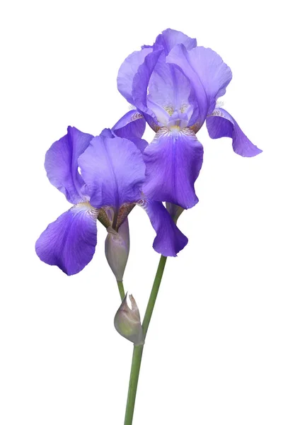 Violet Iris Flowers Branch White Background — Stock Photo, Image