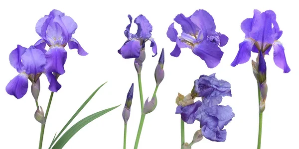 Set Stems Buds Flowers Purple Iris Irises Collage White Background — Stock Photo, Image
