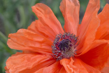 bir haşhaş çiçek yeşil çim zemin üzerine büyük