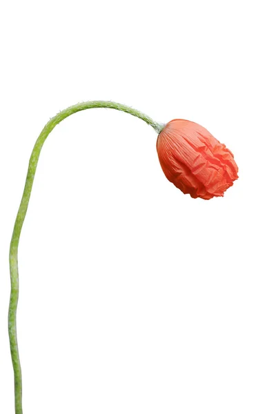 Red Poppy Bud Long Stem White Background — Stock Photo, Image