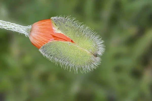 Rode Papaver Toppen Met Een Groene Omhulsel Een Groene Achtergrond — Stockfoto