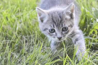 çerçevede çim, çim, yakın çekim, bir süreç av kedi kedi gri kedi yavrusu yürüyüş avı