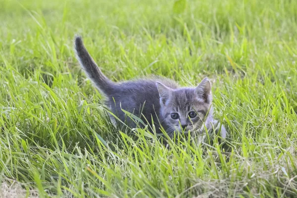 Gray Kitten Hunts Grass Cat Walking Lawn Sunny Day Cat — Stock Photo, Image