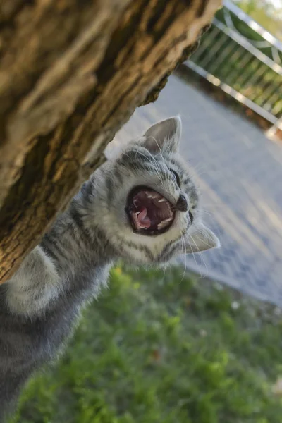 the kitten climbed a tree, screams of fear, a cat on a tree, could not come down