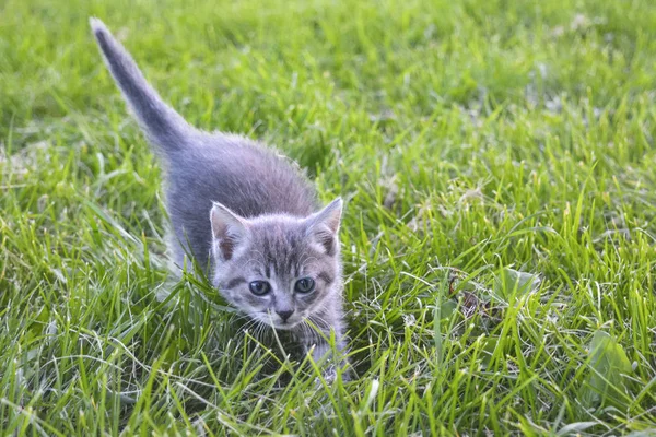 Kätzchen Zum Ersten Mal Auf Der Straße Erster Spaziergang Durch — Stockfoto