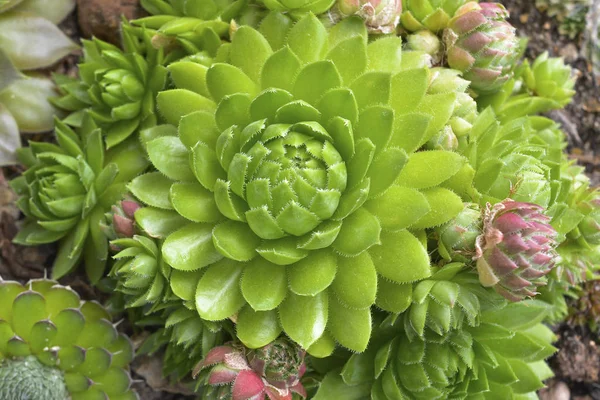 Large succulent rosette surrounded by small cacti. Large and small succulents in composition, Large succulent rosette surrounded by small cacti