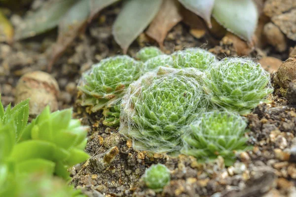 natural composition of succulents close-up, succulents close-up, plant Hens & Cnickens, Sempervivum, group of cactuses on the background of the earth