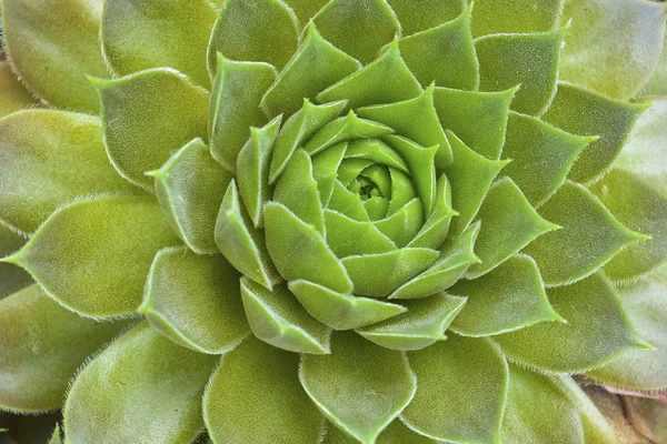 Yellow Green Succulent Close Bright Green Succulent Rosettes Close Stock Picture