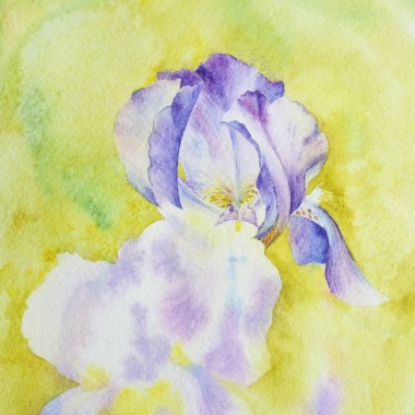Suluboya. Iris çiçek çizim işlemi. Parçası. Sarı bir arka plan üzerinde mor Iris.