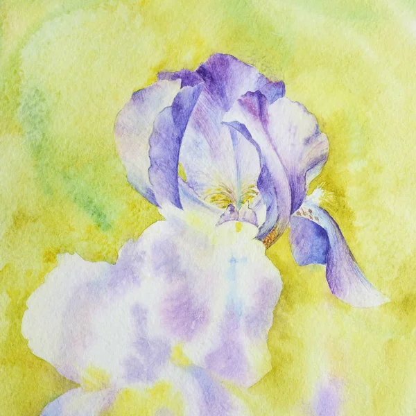 水彩画 アイリスの花を描画するプロセス フラグメント 黄色の背景に紫のアイリス — ストック写真