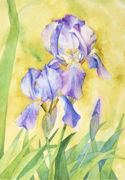 Watercolor Two Purple Irises Bud Green Leaves Yellow Background Royalty Free Stock Photos