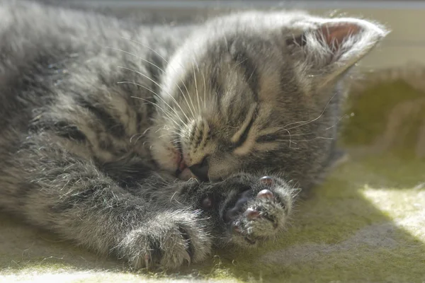 Gray kitten sleeps, tongue sticking out. Close-up.