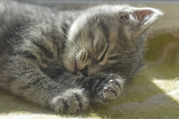 Gri kedi uyur, dil yapışkanlık dışarı. Yakın çekim.
