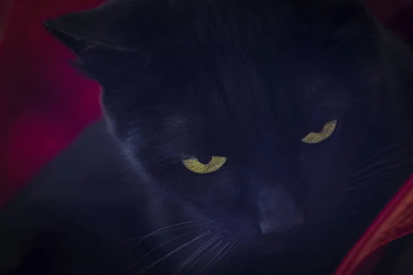 Svart Katt Panther Med Gula Ögon Närbild Utseendet Svart Katt — Stockfoto