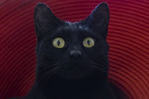 Porträt Einer Schwarzen Katze Mit Runden Gelben Augen Auf Rotem — Stockfoto