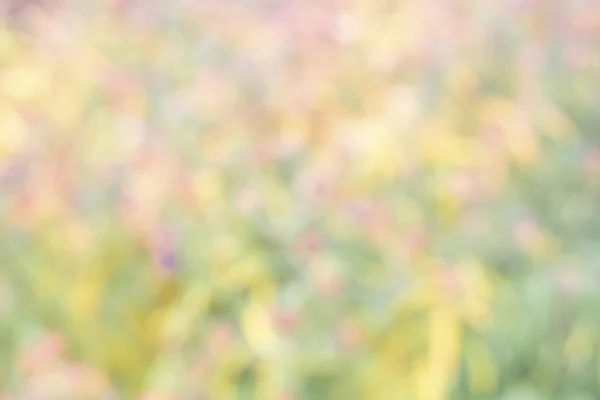 Background bokeh cool colors are green, lilac, pink, yellow and blue.