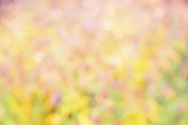 Arka plan bokeh. Yumuşak yumuşak renkler. Pembe, sarı, yeşil. Bahar, yaz bokeh arka plan