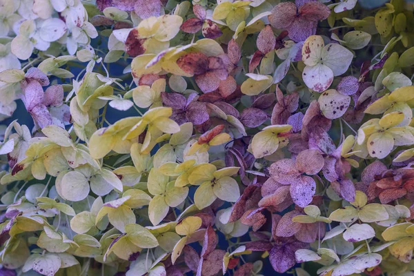 Autumn flowers hydrangea closeup. Hortensia in the fall, dried up flower, lilac, yellow-green petals.