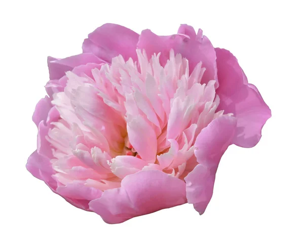 Pink peony closeup, flower on white background, isolate. — Stock Photo, Image