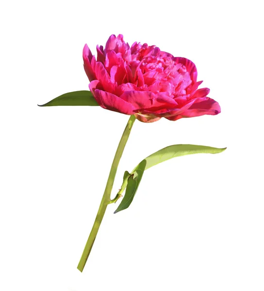 Blooming peony flower dark pink color on the stem, white backgro — Stock Photo, Image