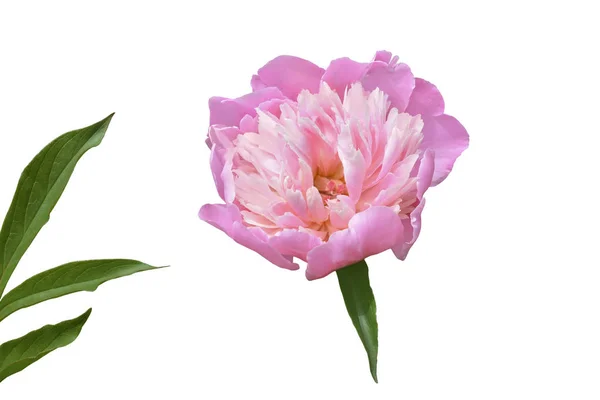 Large pink peony, a flower on a white background, green leaves, — Stock Photo, Image