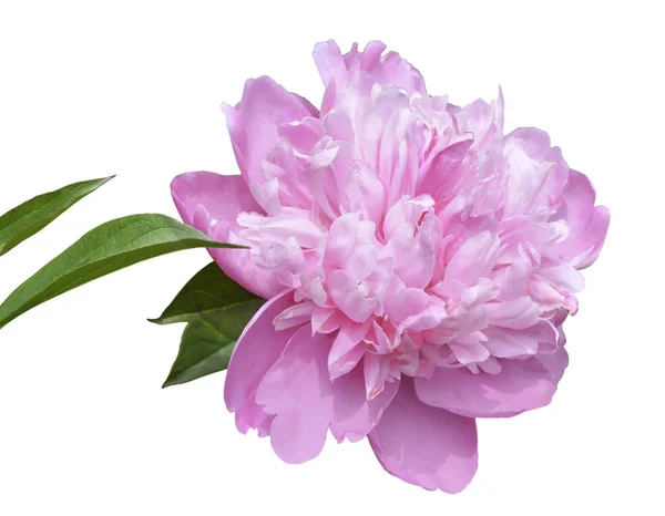 Pink peony flower close up on white background. Isolate — Stock Photo, Image