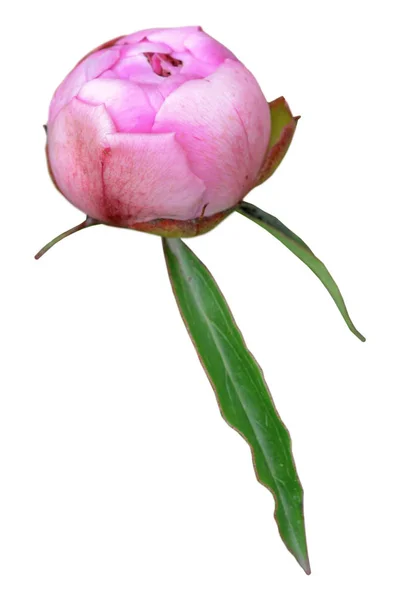Round peony bud pink color, element on a white background. — Stock Photo, Image
