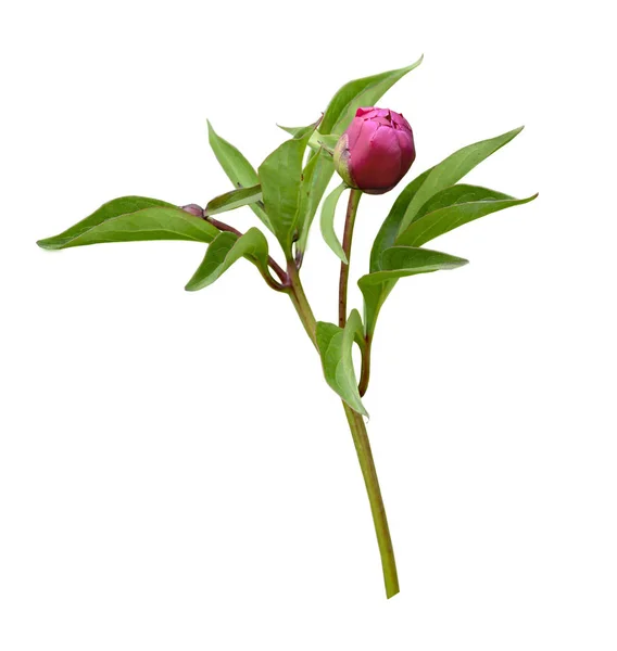 Dark pink peony bud on a stalk with leaves on a white background — Stock Photo, Image