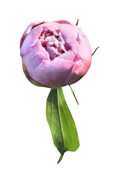 Isolate closed pink peony bud. Flower, peony bud. — Stock Photo, Image