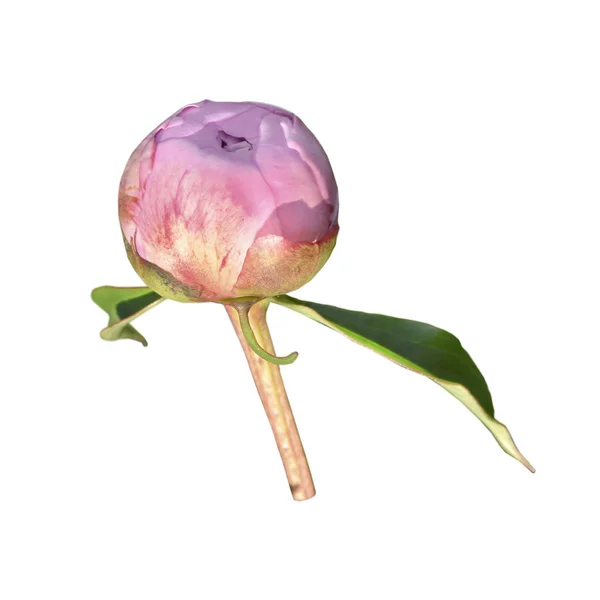 Closed bud pink peony on a white background and two green leaves — Stock Photo, Image