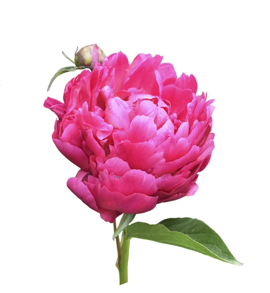 Dark pink blooming peony flower with leaves and bud. Isolate — Stock Photo, Image