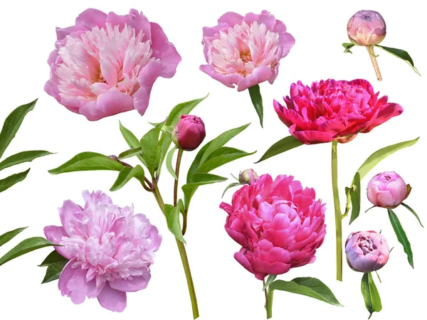 Isolate from flowers and buds of peony flower on a white backgro — Stock Photo, Image
