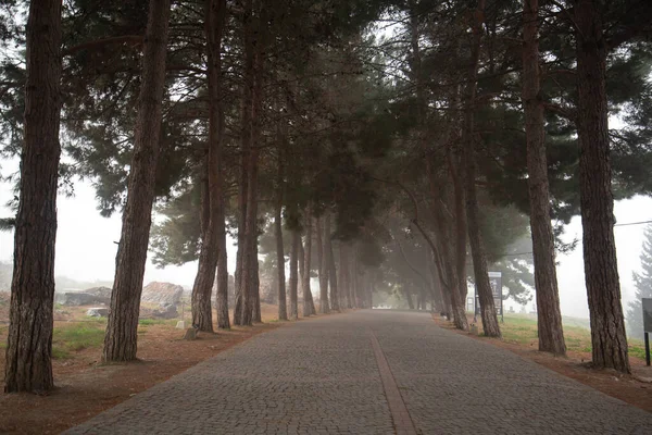 Efes Selcuk Zmir Türkiye Sisle Kaplı Mistik Bir Ağaç Yolu — Stok fotoğraf
