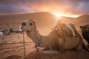 Camel lying on sand dunes in front of a camp. Amazing sunset over the dunes Erg Chebbi in the Sahara desert near Merzouga, Morocco , Africa. Beautiful sand landscape with stunning sky.  clipart