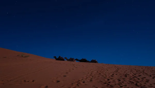 Camels Lying Sand Dune Sahara Desert Night Starry Sky Blue — Stock Photo, Image