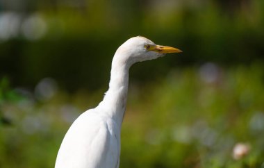 The cattle egret ( Bubulcus ibis ) is a cosmopolitan species of heron (family Ardeidae) found in the tropics, subtropics, and warm-temperate zones. View in Casablanca, Morocco clipart