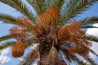 Fas 'ın Kazablanka kentindeki Arap Birliği Parkı' nda palmiye ağaçları. Ana ilgi odağı ve şehrin merkezindeki güzel yeşil bahçe. Güneşli bir günde çekilen mavi gökyüzü ve bulutlarla