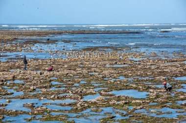 El Jadida, Fas - 19.01.2019: Yapay olarak kaya resifleri oluşturuldu, doğal olarak suyla dolduruldu ve küçük deniz türlerinin üremesine izin verildi. İnsanlar okyanus kıyısında çıplak elle balık yakalar.