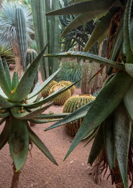 Majorelle Garden, Marakeş, Fas 'ta bir botanik bahçesi ve sanatçı manzarası bahçesi. Jardin Majorelle Kaktüsü ve tropik palmiyeler. Çöl ülkesinin içindeki cennet