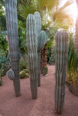 Majorelle Garden, Marakeş, Fas 'ta bir botanik bahçesi ve sanatçı manzarası bahçesi. Jardin Majorelle Kaktüsü ve tropik palmiyeler. Çöl ülkesinin içindeki cennet