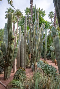 Majorelle Garden, Marakeş, Fas 'ta bir botanik bahçesi ve sanatçı manzarası bahçesi. Jardin Majorelle Kaktüsü ve tropik palmiyeler. Çöl ülkesinin içindeki cennet