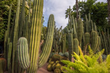 The Majorelle Garden is a botanical garden and artist's landscape garden in Marrakech, Morocco. Jardin Majorelle Cactus and tropical palms. Paradise inside the desert country clipart