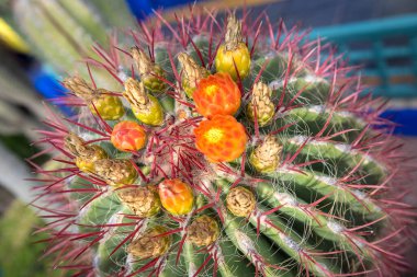 Uzun dikenleri ve turuncu çiçekleri olan dikenli kaktüs şeklindeki küreyi kapatın. Fishhook Fıçı Kaktüs Çiçeği (Ferocactus wislizeni )