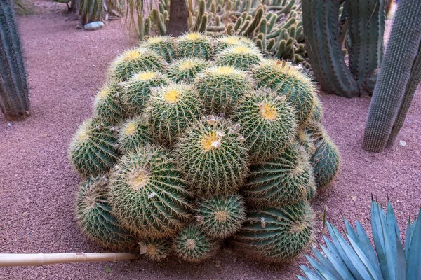 Majorelle Garden Botanisk Trädgård Och Konstnärsträdgård Marrakech Marocko Jardin Majorelle — Stockfoto