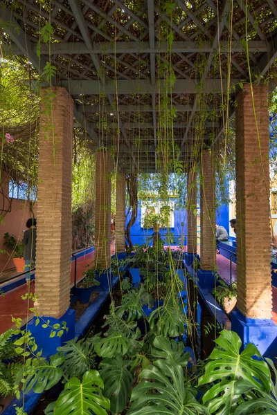 Majorelle Garden Een Botanische Tuin Marrakech Marokko Jardin Majorelle Cactus — Stockfoto