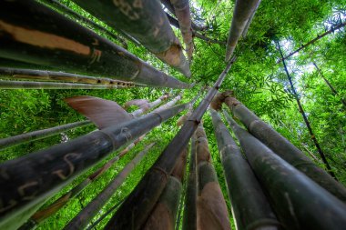 Yeşil bambu arka planı. Aşağıdan yukarıya bambu bahçesinin koruluğuna kadar. Meditasyon ve Budizm kavramı ve Feng Shui. Fas, Marakeş 'te manzara. geniş açının altında