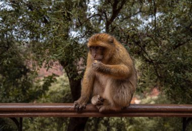 Barbar Macaque Maymunu, Ouzoud şelalelerinin, Fas 'ın, Afrika' nın arka planında yeşil yapraklarla Atlas Dağları 'nda yerde oturuyor.