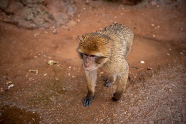 Barbar Macaque Maymunu, Ouzoud şelalelerinin, Fas 'ın, Afrika' nın arka planında yeşil yapraklarla Atlas Dağları 'nda yerde oturuyor.