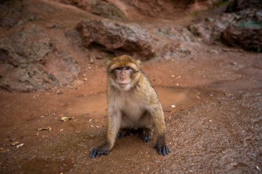 Barbar Macaque Maymunu, Ouzoud şelalelerinin, Fas 'ın, Afrika' nın arka planında yeşil yapraklarla Atlas Dağları 'nda yerde oturuyor.