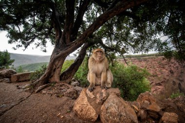Barbar Macaque Maymunu, Ouzoud şelalelerinin, Fas 'ın, Afrika' nın arka planında yeşil yapraklarla Atlas Dağları 'nda yerde oturuyor.